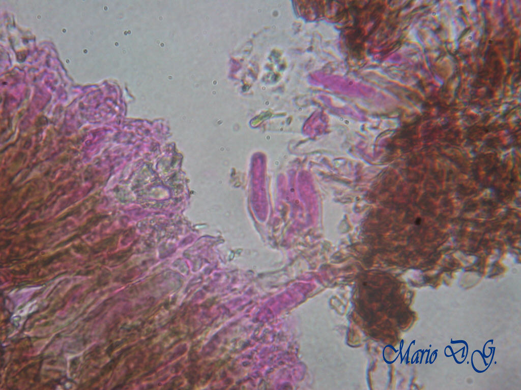 Da determinare (Peniophora limitata)